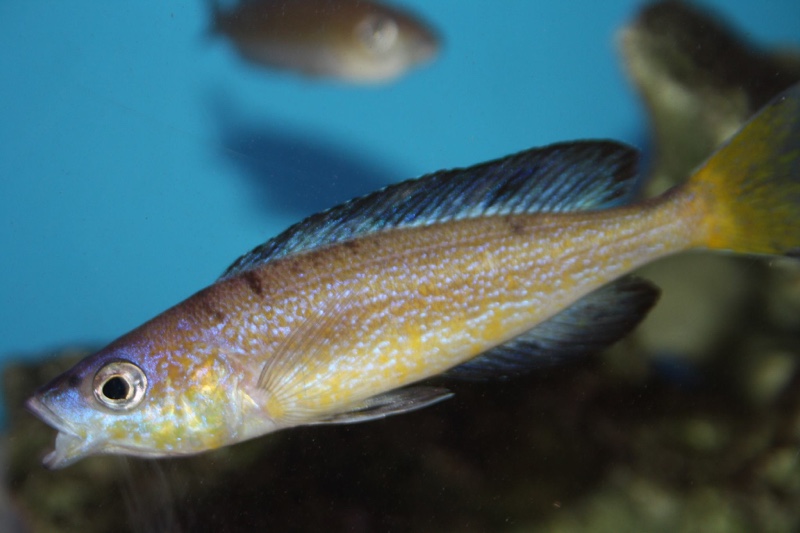 Cyprichromis microlepidotus 'Mboko'